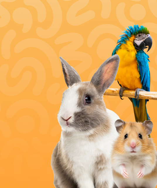 犬 服 チェックの理想的なフィット感測定風景