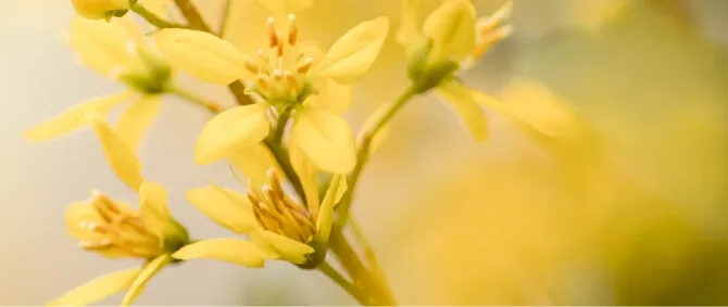 犬 ブランケット - Professional Guide and Review