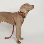 Buddys　Pikes リード Orange - Image 3