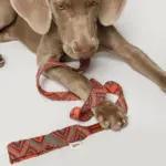 Buddys　Pikes リード Orange - Image 2