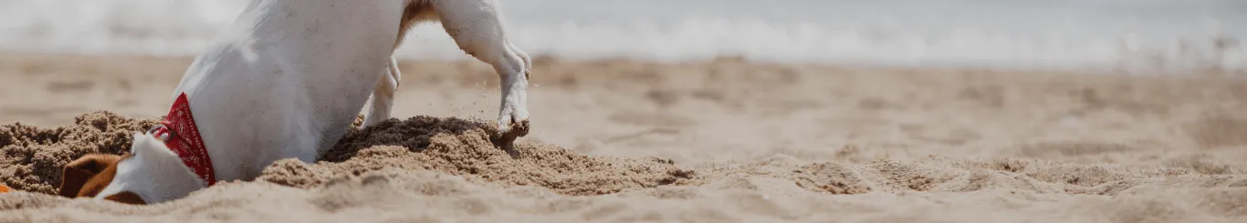 犬 首輪 海外 ブランド - best dog collars 2025 recommended