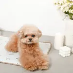 tomboniaコラボひんやりジェルマット - Image 5