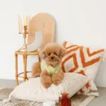 ジグザグフリンジクッション - Image 7