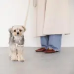 シュリンクレザーハーネス - Image 5