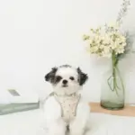 チューリップ柄ハーネス+リードSET【名入れ刺繍対応】【旧モデル】 - Image 2