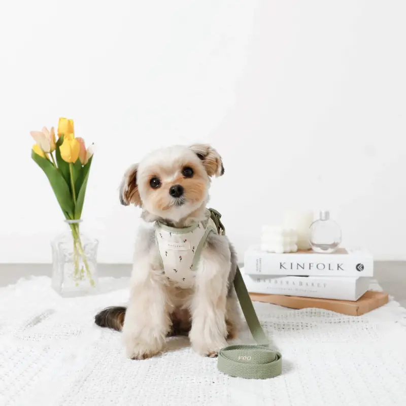 くま スタイ - Professional Guide and Review