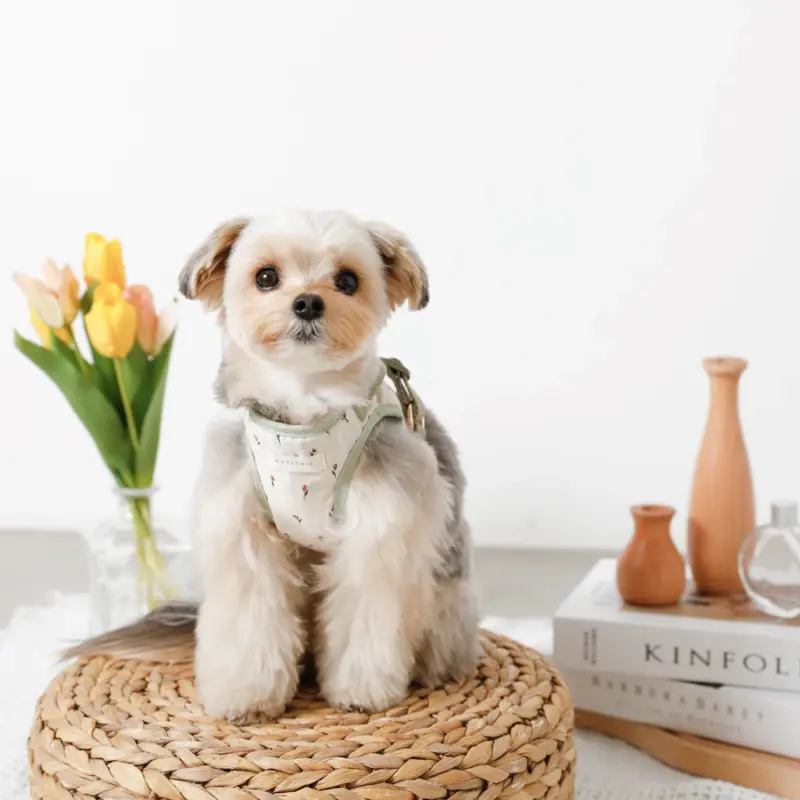 トイ プードル の 値段 - Professional Guide and Review