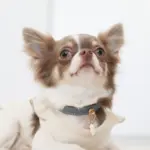 サークルチャームレザーカラー MEDIUM - Image 10