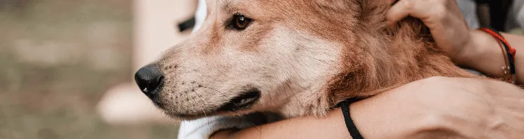 くま スタイを着用して安心感を示すトイプードル