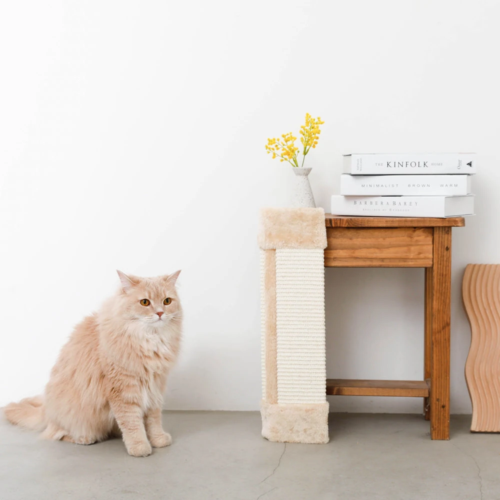 ジャケット 犬 着用トレーニング ポジティブ連携の様子