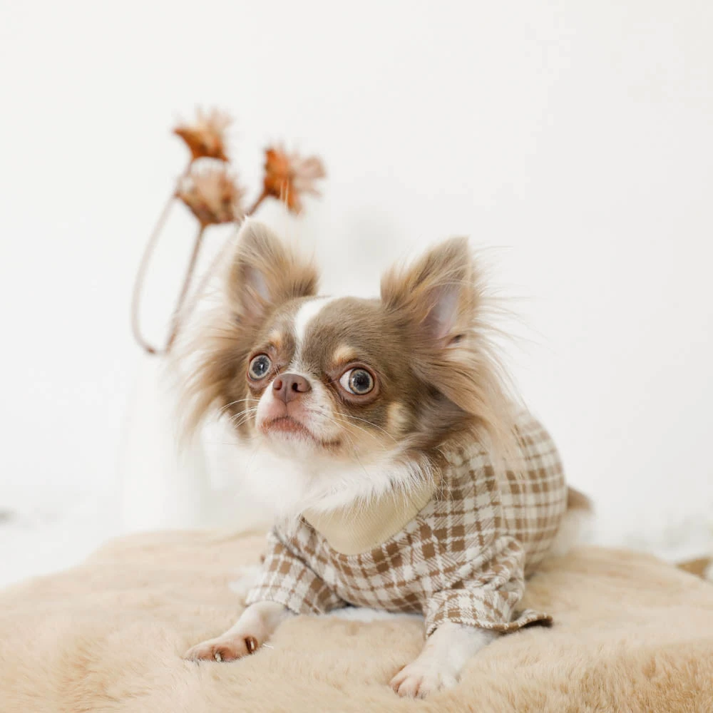 犬 服 暑 さ 対策 併用ハーネス冷却ウェア実用風景